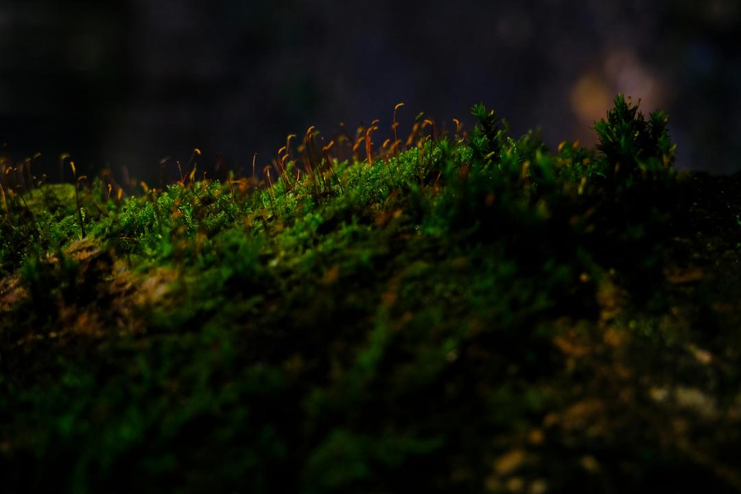 Nature background
